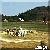 Bauern mit ihren Kühen beim Reisdreschen